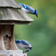 Blue Jays in Bird Feeder