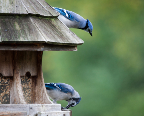 Blue Jays in Bird Feeder